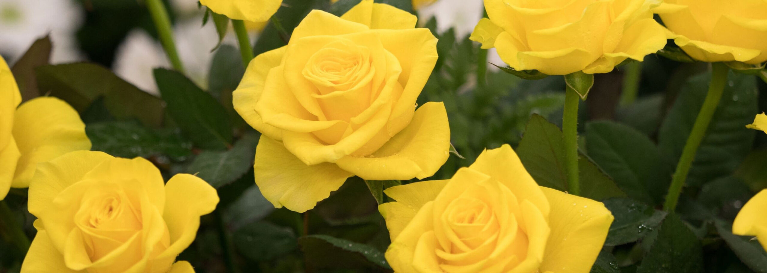 Yellow roses - Marshview Care Home Hailsham